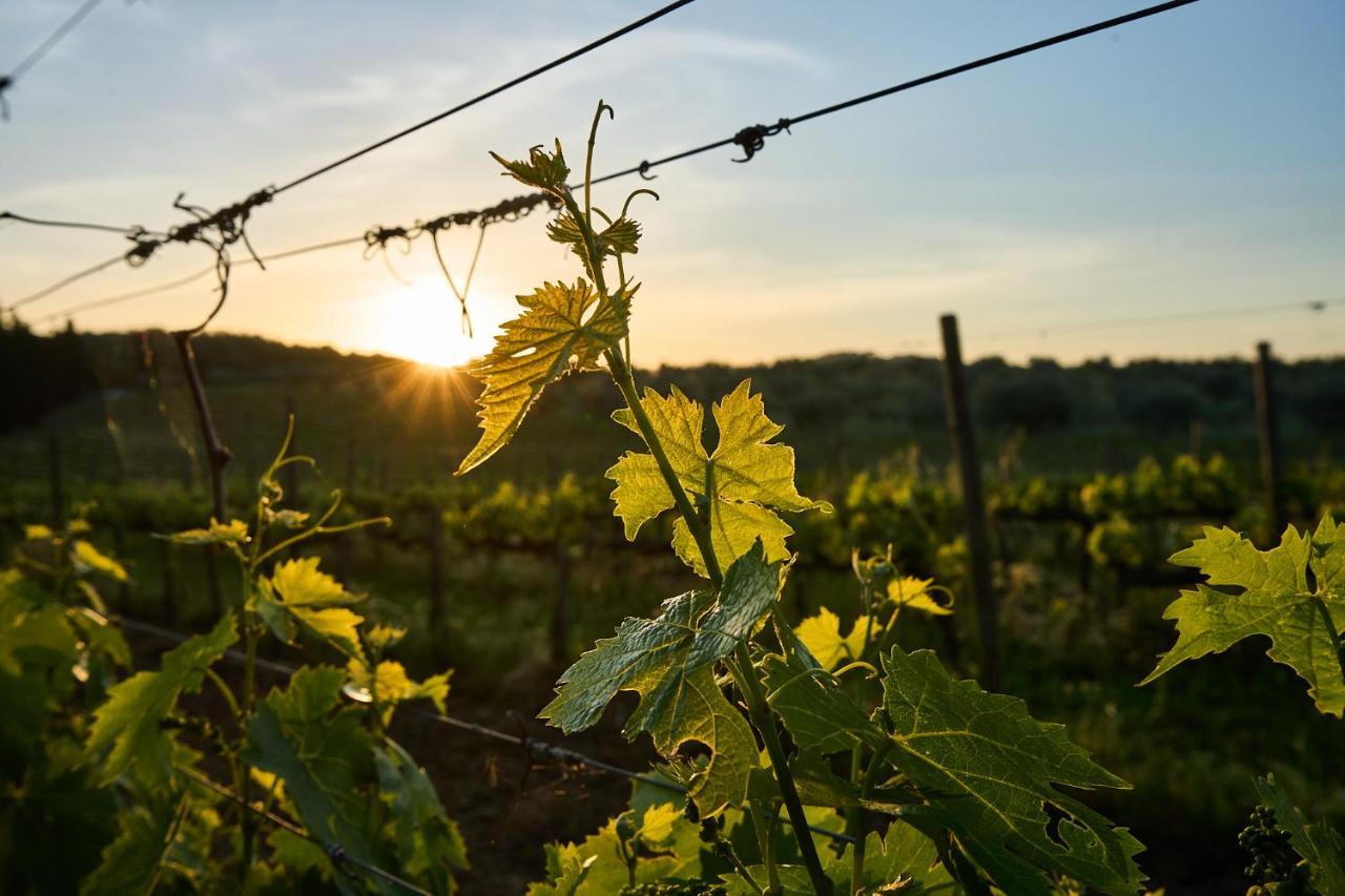 Agriturismo Tesorino Massa Marittima Εξωτερικό φωτογραφία